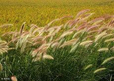 算卦最准的大师算命婚姻属鼠(国内最厉害面相大师)