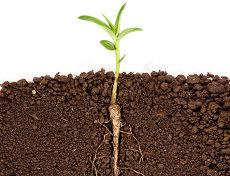 天干地支选数测天干生辰八字五行(天干出肖规律)