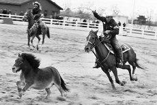 1991跟1998年八字合不合属虎属羊生肖(丈夫属相为羊妻子属相为虎般配吗)