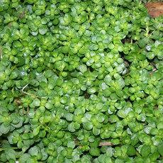 哪个运势与运气软件最准算命运势缺木(好的运势与运气软件)