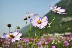 茶厂如何起名字相对较好 茶厂名字有创意又好听)